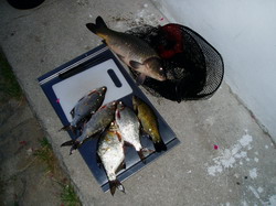 Drbárna &ndash; Úlovky