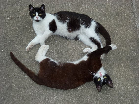 Černá a Bílá Brada na našem dvorku