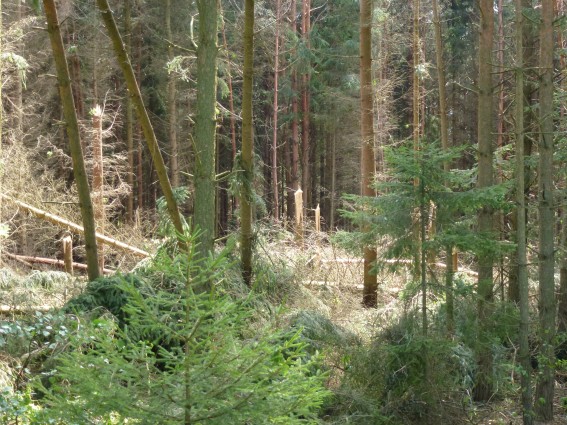 Ulámané a vyvrácené smrky u Vlkovského rybníka