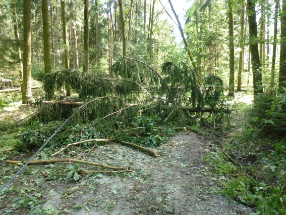 Stromy se vyvracely i v čtyřčlenných skupinách na žlutou  cestu směrem na Klec