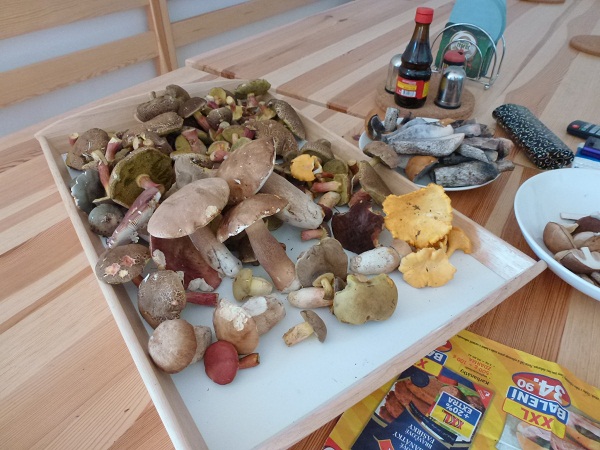 Aktuální ukázka houbového úlovku v okolí Vlkova