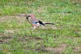 Kliknutím zvětšit...