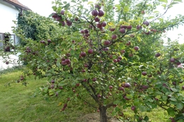 Kliknutím zvětšit...